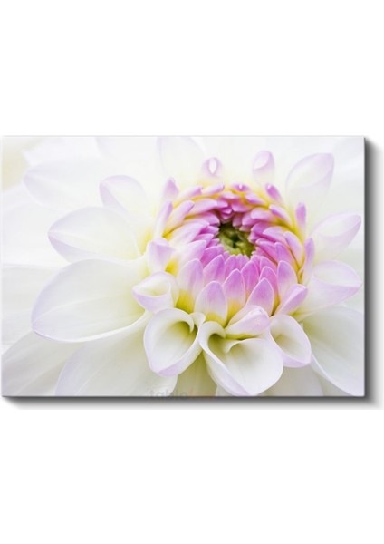 Beyaz Yıldız Çiçeği - Pembe Merkezli Zarif Detay Kanvas Tablo fiyatları
