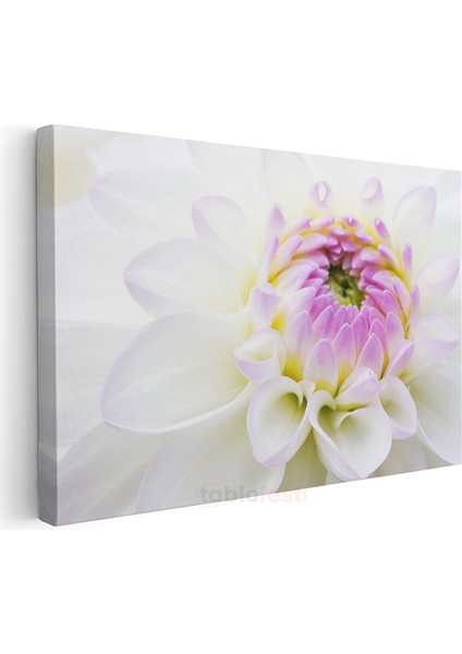 Beyaz Yıldız Çiçeği - Pembe Merkezli Zarif Detay Kanvas Tablo modelleri