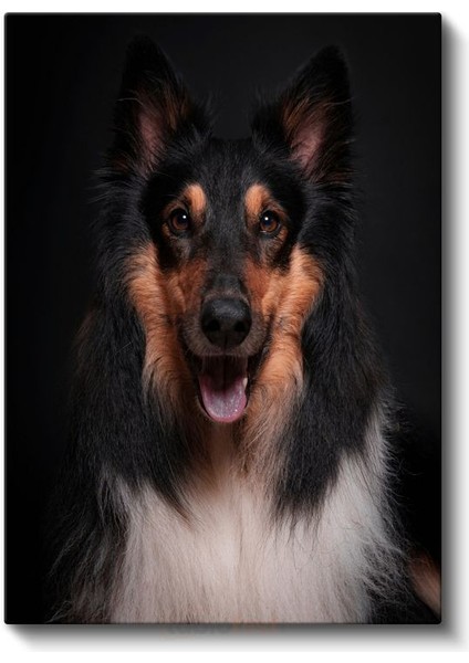 Collie Köpek - Siyah Zeminde Gülümseyen Sadık Dost Kanvas Tablo