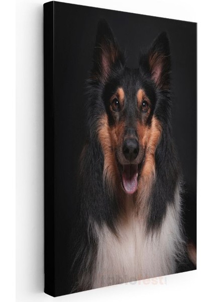 Collie Köpek - Siyah Zeminde Gülümseyen Sadık Dost Kanvas Tablo