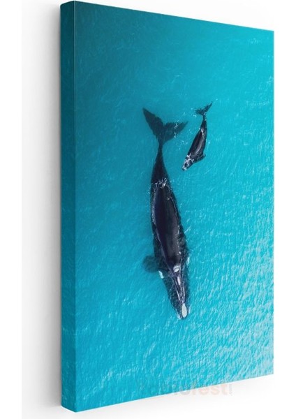 Okyanus Balinaları - Turkuaz Sularda Anne Yavru İkilisi Kanvas Tablo modelleri