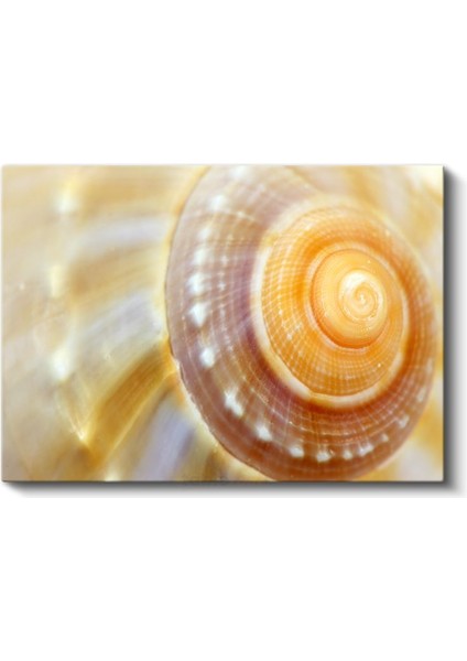 Deniz Kabuğu - Altın Spiral Desen Kanvas Tablo
