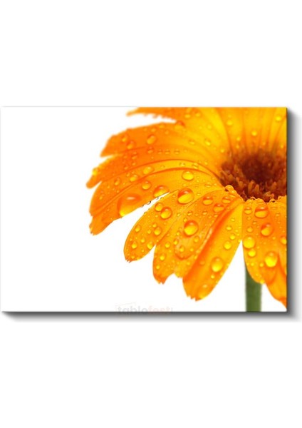 Turuncu Gerbera - Çiy Damlacıklı Detay Kanvas Tablo fiyatları