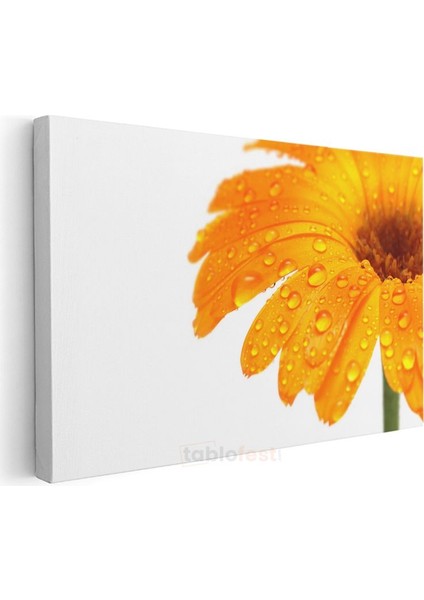 Turuncu Gerbera - Çiy Damlacıklı Detay Kanvas Tablo modelleri