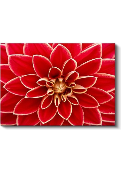 Kırmızı Yıldız Çiçeği - Geometrik Detaylı Makro Çekim Kanvas Tablo fiyatları