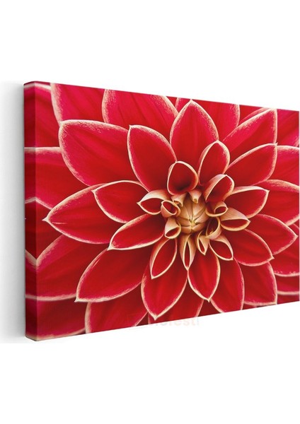 Kırmızı Yıldız Çiçeği - Geometrik Detaylı Makro Çekim Kanvas Tablo modelleri