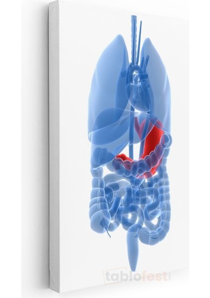 Doktor - Insan Anatomisi ve Organlar Kanvas Tablo