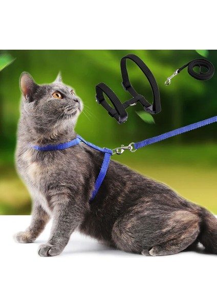 Kedi Tasması
