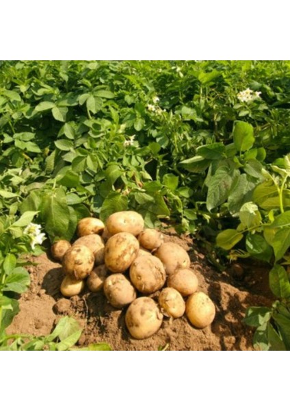 Patates, Soğan, Sarımsak İçin Gübre (COMPLEX-1000ML ve Bor-8 1000ML) Organik Sıvı Gübre Ürün Sayısını Arttırır- Kalite ve Verimi Arttırır-Köklenme ve Direnç Artışı Sağlar -Yeşil Aksamı Geliştirir.