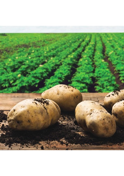 Patates, Soğan, Sarımsak İçin Gübre (COMPLEX-1000ML ve Bor-8 1000ML) Organik Sıvı Gübre Ürün Sayısını Arttırır- Kalite ve Verimi Arttırır-Köklenme ve Direnç Artışı Sağlar -Yeşil Aksamı Geliştirir.