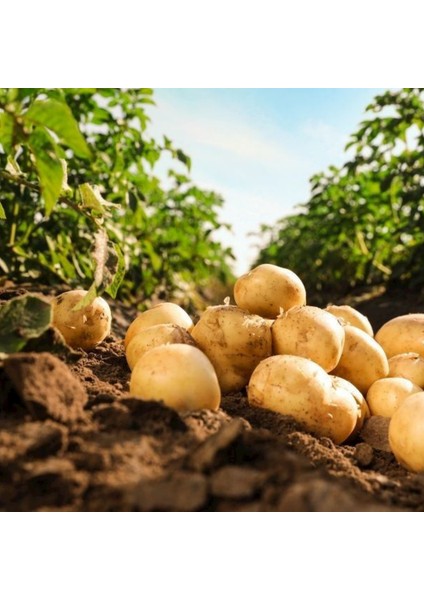 Patates, Soğan, Sarımsak İçin Gübre (COMPLEX-1000ML ve Bor-8 1000ML) Organik Sıvı Gübre Ürün Sayısını Arttırır- Kalite ve Verimi Arttırır-Köklenme ve Direnç Artışı Sağlar -Yeşil Aksamı Geliştirir.