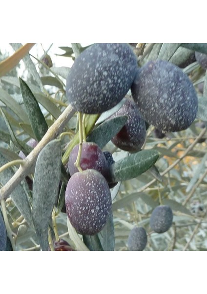 Tarımsal Kaolin Kili 25KG fırsatları