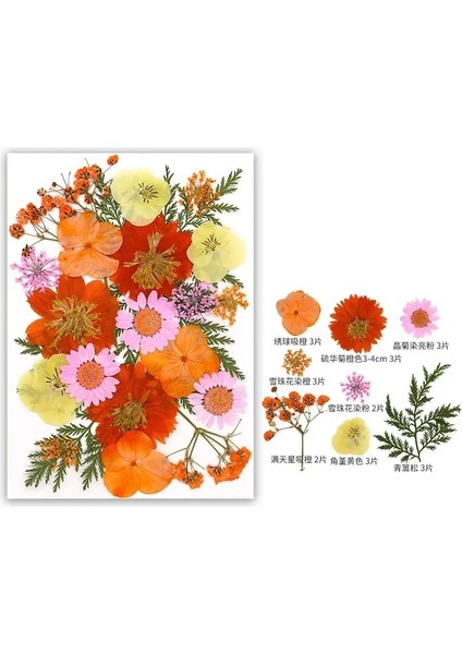 Dıy Reçine Kalıp Için Kurutulmuş Çiçek Dolgular Gerçek Doğal Preslenmiş Çiçek Yaprakları Scrapbooking Diy Sanat El Sanatları Tırnak Sanat Dekoru Renk: Turuncu (Yurt Dışından)