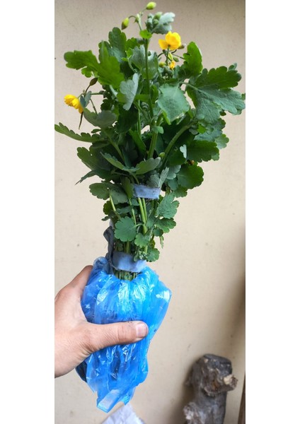 Açık Kök Kırlangıç Otu Fidanı ( 30-50 Cm)
