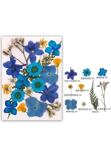 Dıy Reçine Kalıbı Için Kurutulmuş Çiçek Dolgular Doğal Preslenmiş Çiçek Yaprakları Scrapbooking Diy Sanat El Sanatları Tırnak Sanat Dekoru Renk: Mavi (Yurt Dışından)