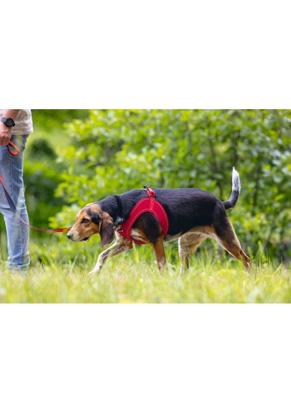 Köpek Göğüs Tasması, Neopren, Kırmızı, M, 41-46cm indirimleri