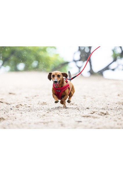Köpek Göğüs Tasması, Neopren, Kırmızı, S, 38-44cm