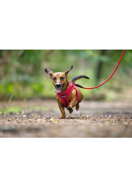 Köpek Göğüs Tasması, Neopren, Kırmızı, Xs, 30-35CM