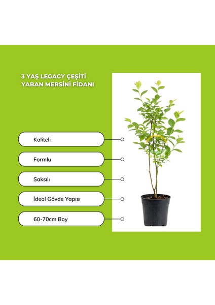 3 Yaş Legacy Çeşiti Yaban Mersini Fidanı