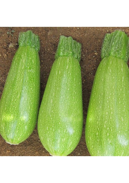 Kabak Tohumu Kumsal 10 gr