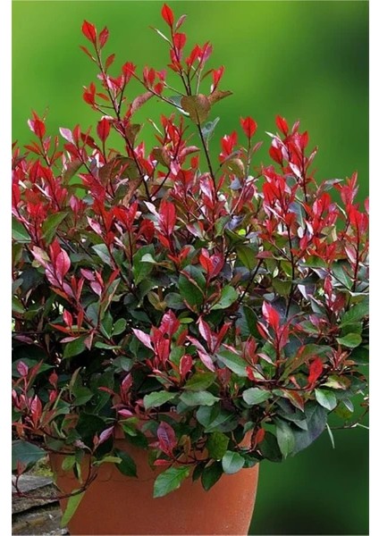 Alev Çalısı Fidanı