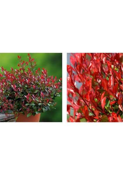 Alev Çalısı Fidanı fiyatları