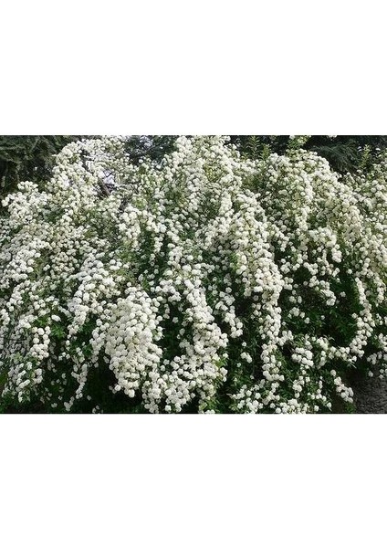 Ispirye Çit Bitkisi Fidanı