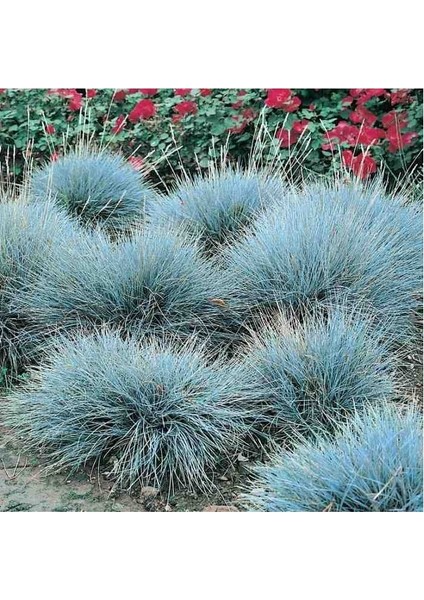 1-2 Yaş Mavi Çim Bitkisi fiyatları