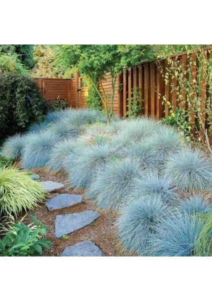 1-2 Yaş Mavi Çim Bitkisi modelleri