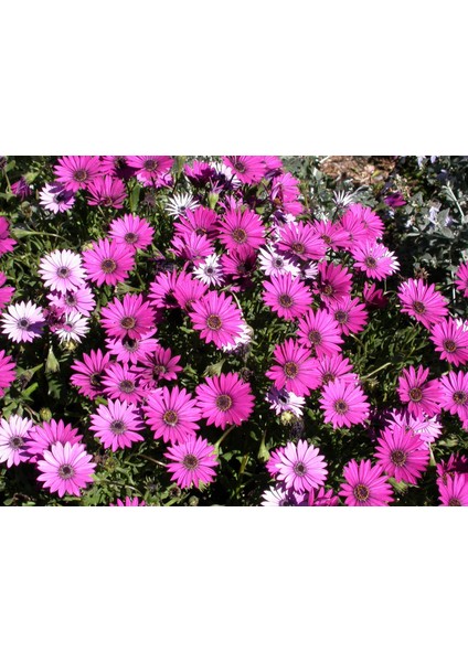 Bodrum Papatyası 5 Adet Saksıda Çiçek (Karışık Renkli)