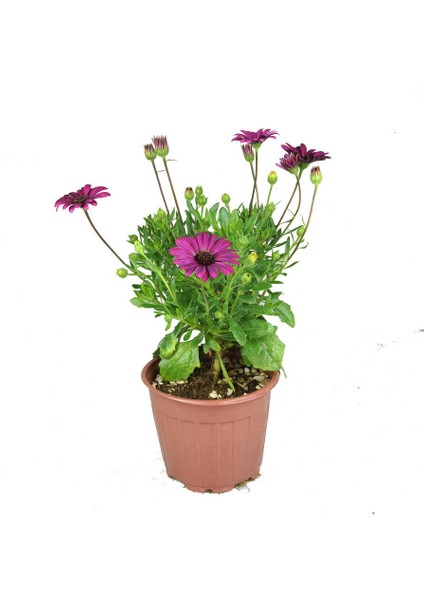 Bodrum Papatyası 5 Adet Saksıda Çiçek (Mor-Pembe Renkli)