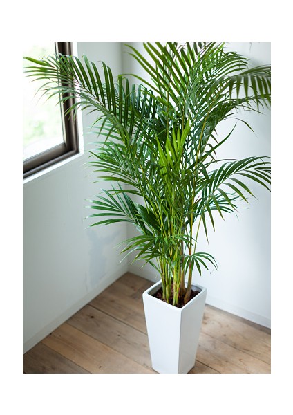 Areka Palmiyesi 170-180 cm - Hediyelik Salon Ofis Bitkisi