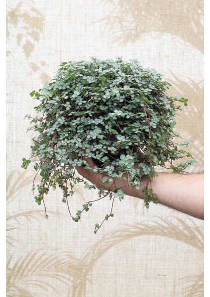 Pilea Glauca 2 Adet - Dostluk Çiçeği