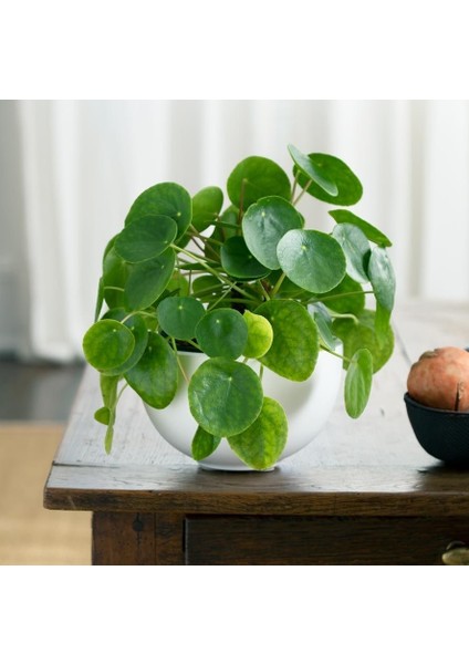 Pilea Çiçeği - Çin Para Bitkisi