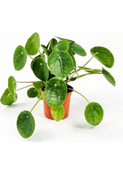 Pilea Çiçeği - Çin Para Bitkisi fiyatları