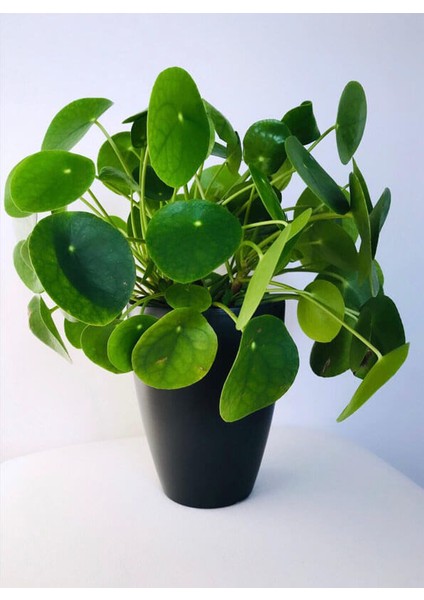 Pilea Çiçeği - Çin Para Bitkisi fırsatları