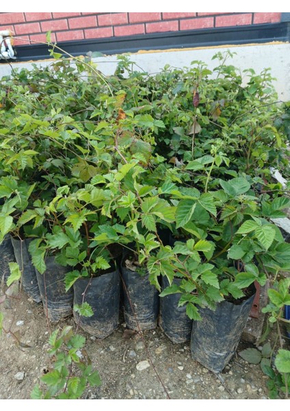 Jumbo Dikensiz Böğürtlen Fidanı Tüplü
