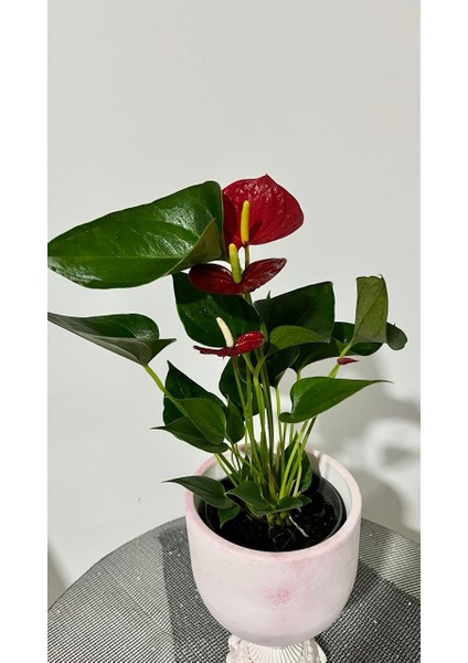 Anthurium Turenza- Antoryum Çiçeği DOLGUN FORMLU