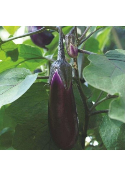 Tüplü 5'li Paket Natural Pala Patlıcan Fidesinin