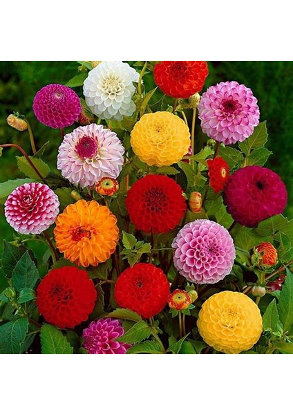 30 Adet Yıldız Dahlia Soğanı Yumrusu .12 Farklı Renk.. 7 cm Yumru.