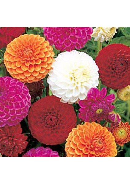 20 Adet Yıldız Dahlia Soğanı Yumrusu .12 Farklı Renk.. 7 cm Yumru.yeni Mahsul.