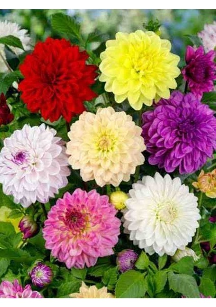 20 Adet Yıldız Dahlia Soğanı Yumrusu .12 Farklı Renk.. 7 cm Yumru.yeni Mahsul.