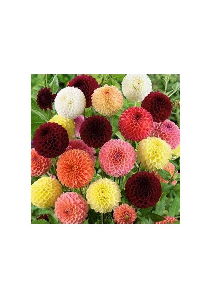 20 Adet Yıldız Dahlia Soğanı Yumrusu .12 Farklı Renk.. 7 cm Yumru.yeni Mahsul.