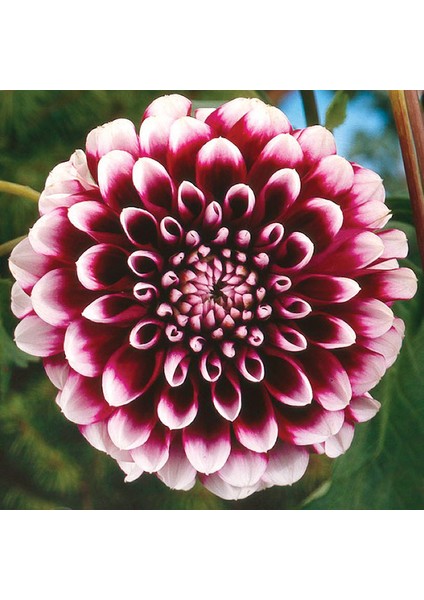 5 Adet Yıldız Soğanı Dahlia Avignon Soğanı 1 Adet Dev Yıldız Çiçeği Boy 100 cm
