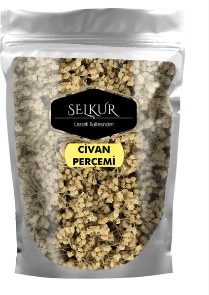 Civan Perçemi,ayvadana,kandil ÇIÇEĞI,ACHILLEA,200GR