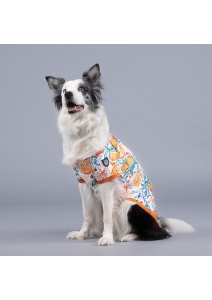 Orange Blossom Küçük, Orta ve Büyük Irk Köpek Tshirt fiyatları