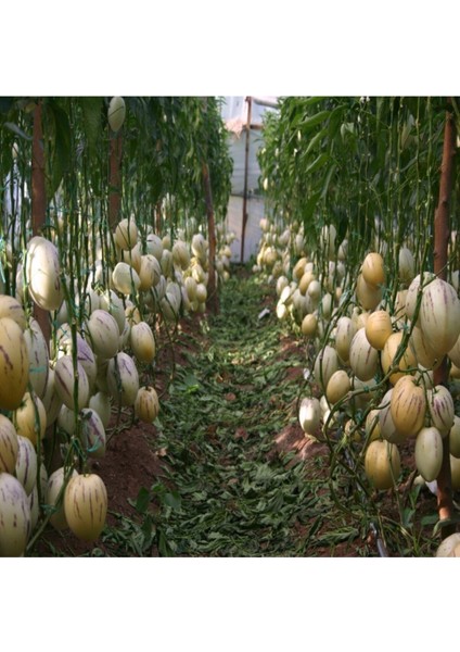 Saksılı Bol Verimli Kavun Aromalı Pepino Fidanı 10-20 cm modelleri