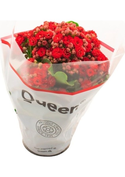 Kalanşo Çiçeği Kalanchoe (Emel Hanım) Çiçeği Kırmızı Renk 10-20 cm