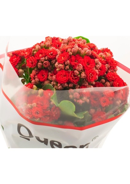 Kalanşo Çiçeği Kalanchoe (Emel Hanım) Çiçeği Kırmızı Renk 10-20 cm fiyatları