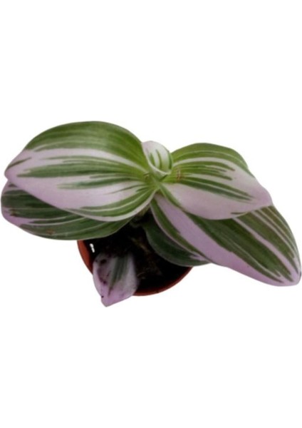 Tradescantia Nonuk Telgraf Çiçeği Fidanı 10-20 cm fiyatları